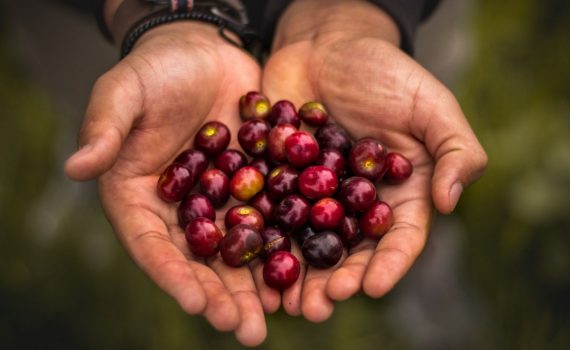 Two hands holding berries.